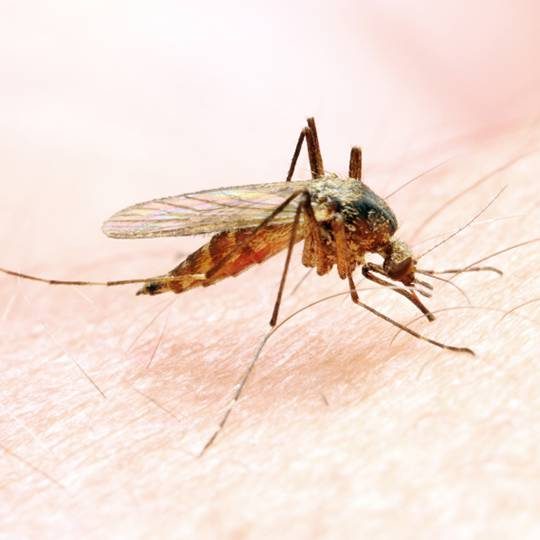 Five Natural Mosquito Repellent Techniques