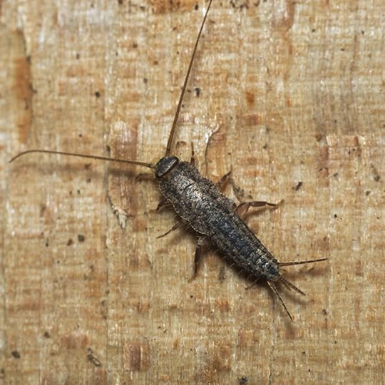 What Are the Signs of Silverfish Infestations?