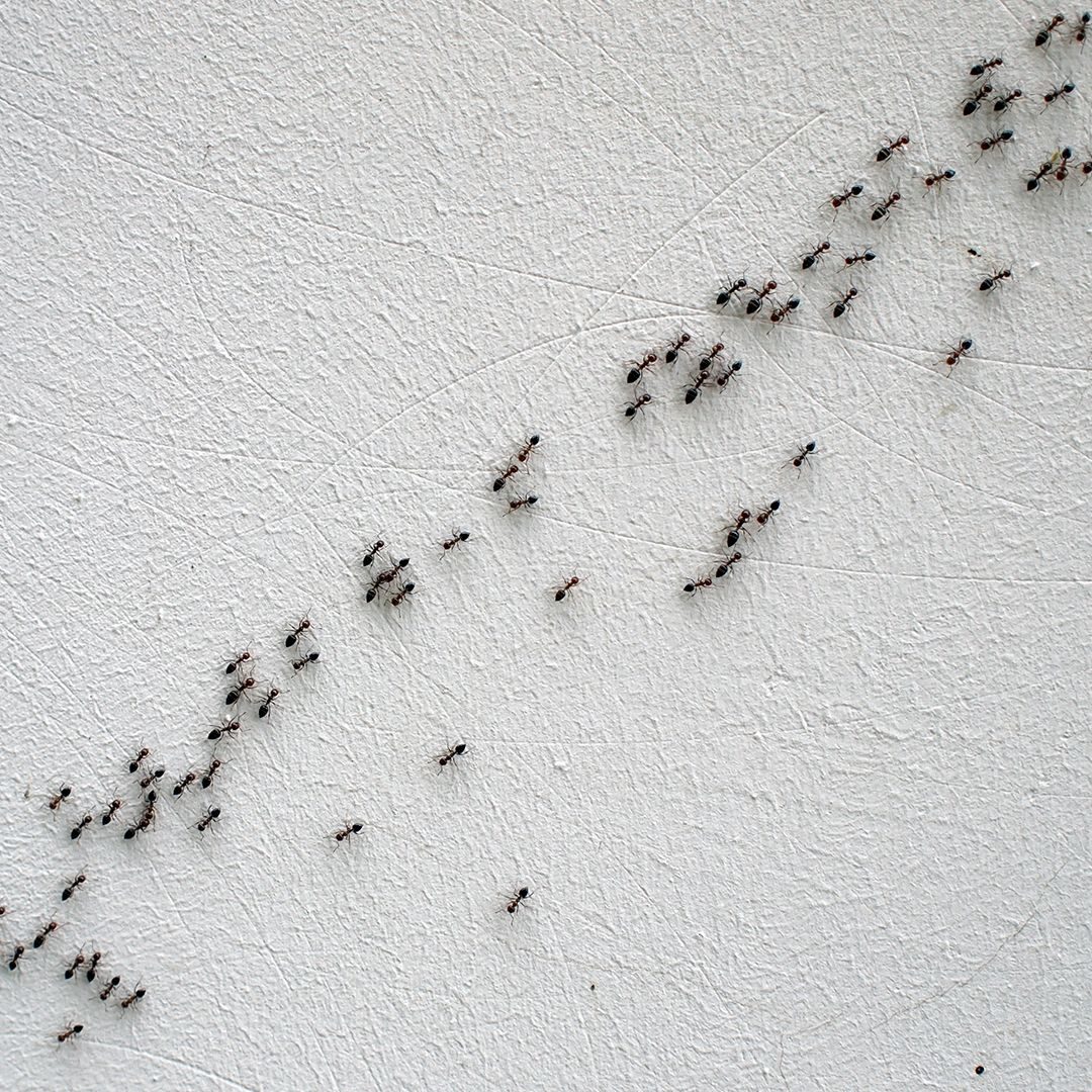 Four Tips to Keep Ants out This Spring · ExtermPRO