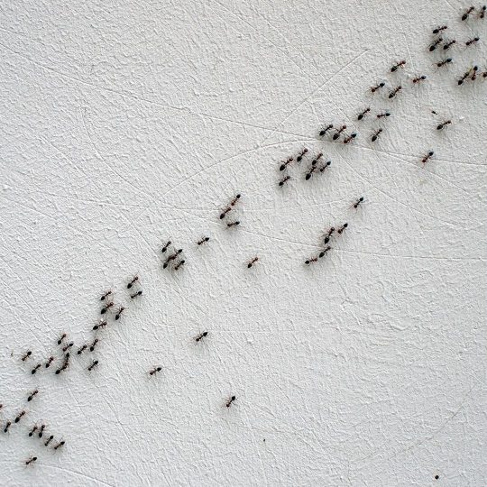 ants in line