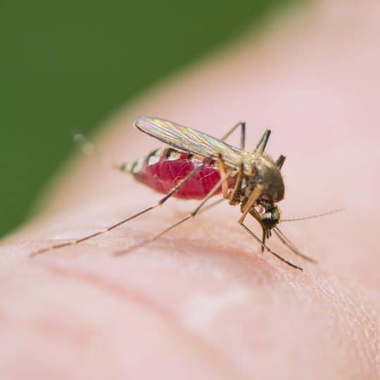 Mosquito drinking blood