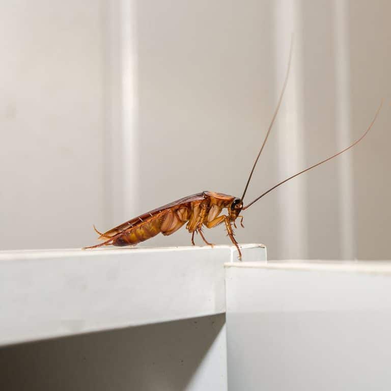 Cockroach 101 Can Cockroaches Fly? · ExtermPRO