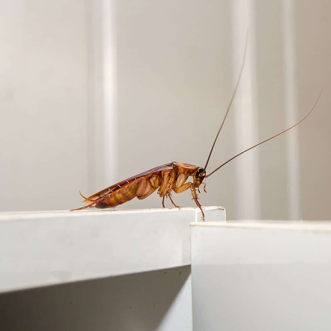 Cockroach 101: Can Cockroaches Fly? · ExtermPRO