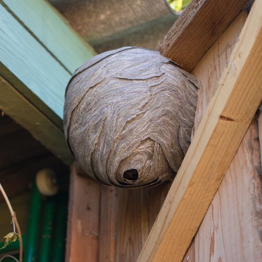 Paper Wasps nest