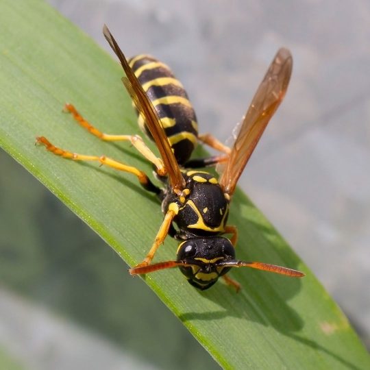 Yellowjacket