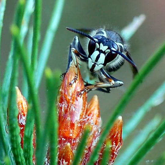 Wasp Spotlight: The Bald-Faced Hornet