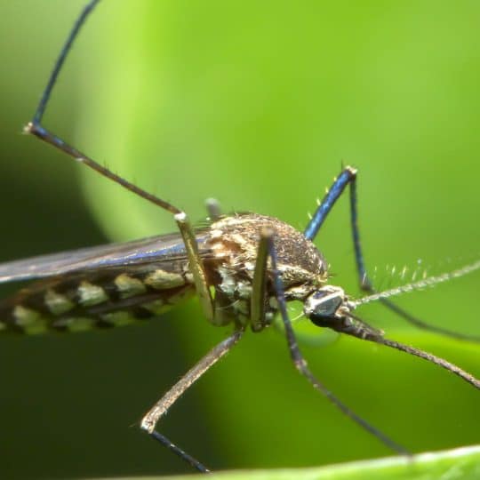 plants mosquitoes don't like