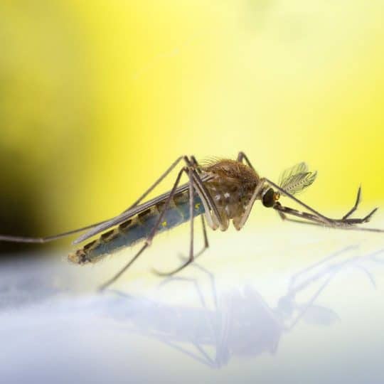 Mosquito Control in Ashburn, VA with ExtermPRO