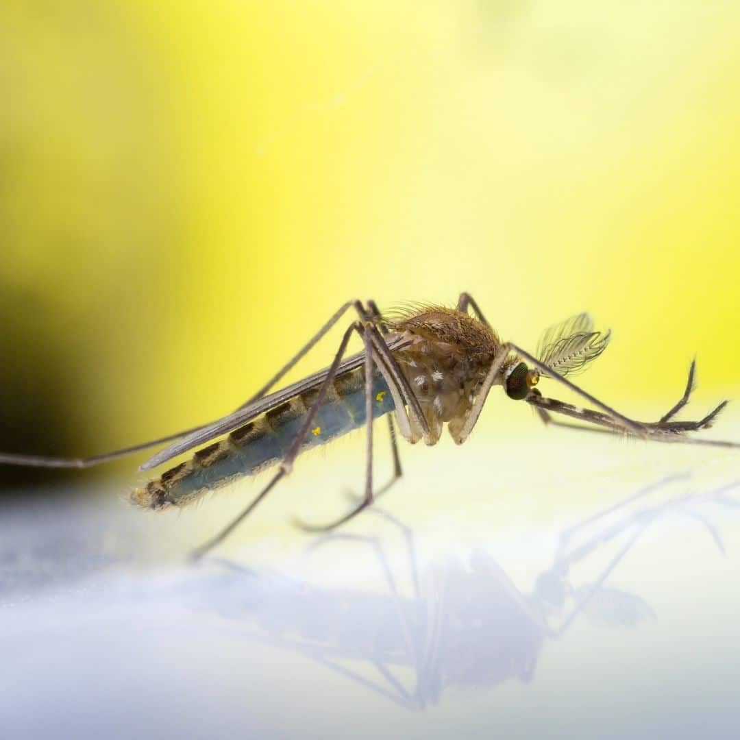 Mosquito Control in Ashburn, VA with ExtermPRO · ExtermPRO
