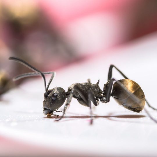 What to Do if You Have Ants in Your Dishwasher