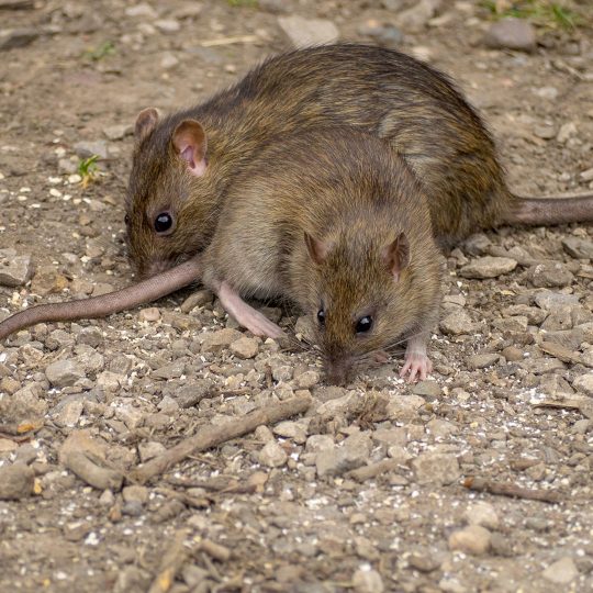 Where Rodents Live in Gainesville Homes