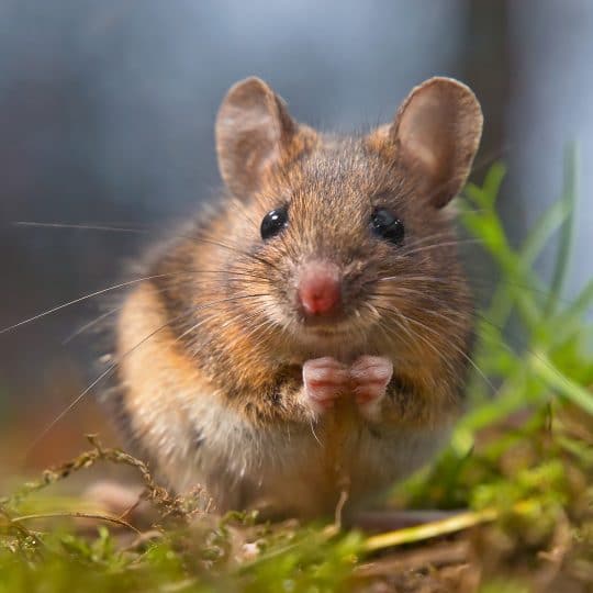 When to Use DIY Rodent Traps vs an Exterminator