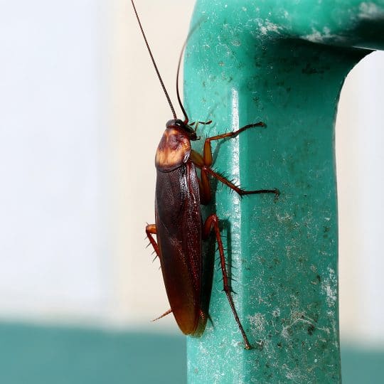 5 Signs of Cockroaches