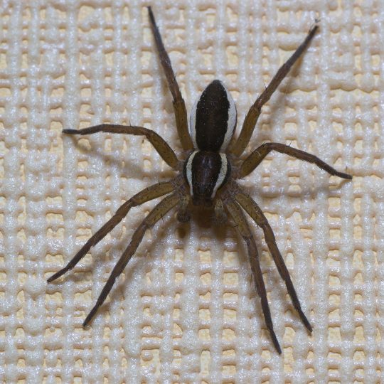 Keep Spiders Out of Your House This Spring