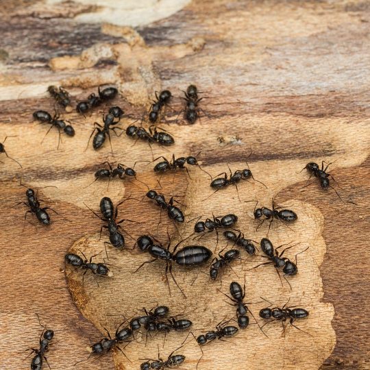 How to Kill Ants in Vegetable Garden?