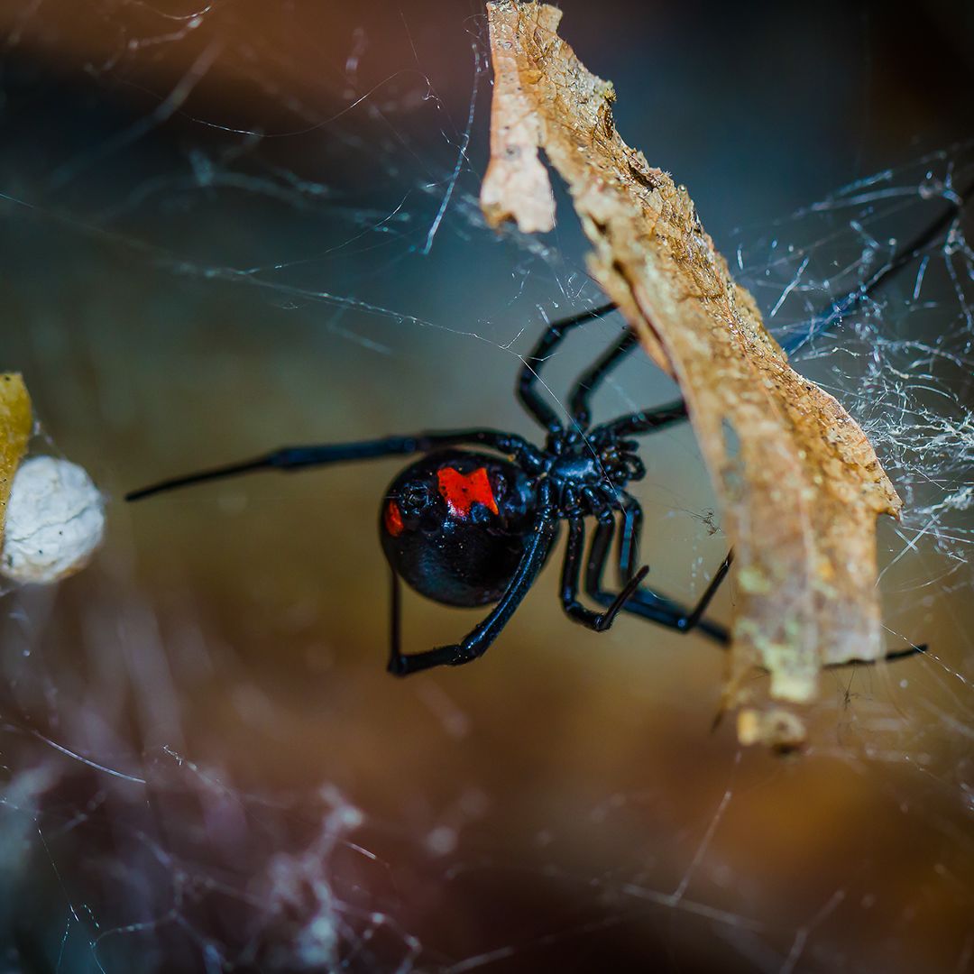 Black Widow Spider in Northern Ca - AAI Pest Control