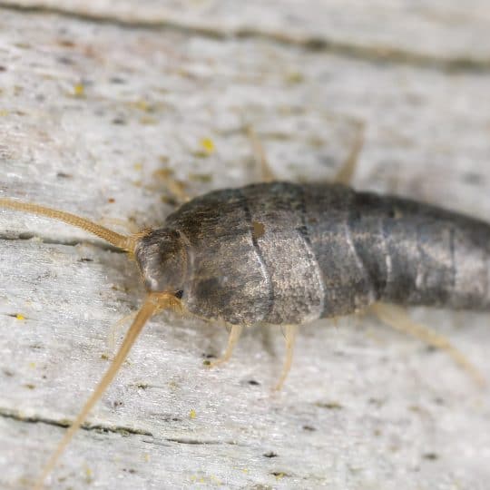 Silverfish