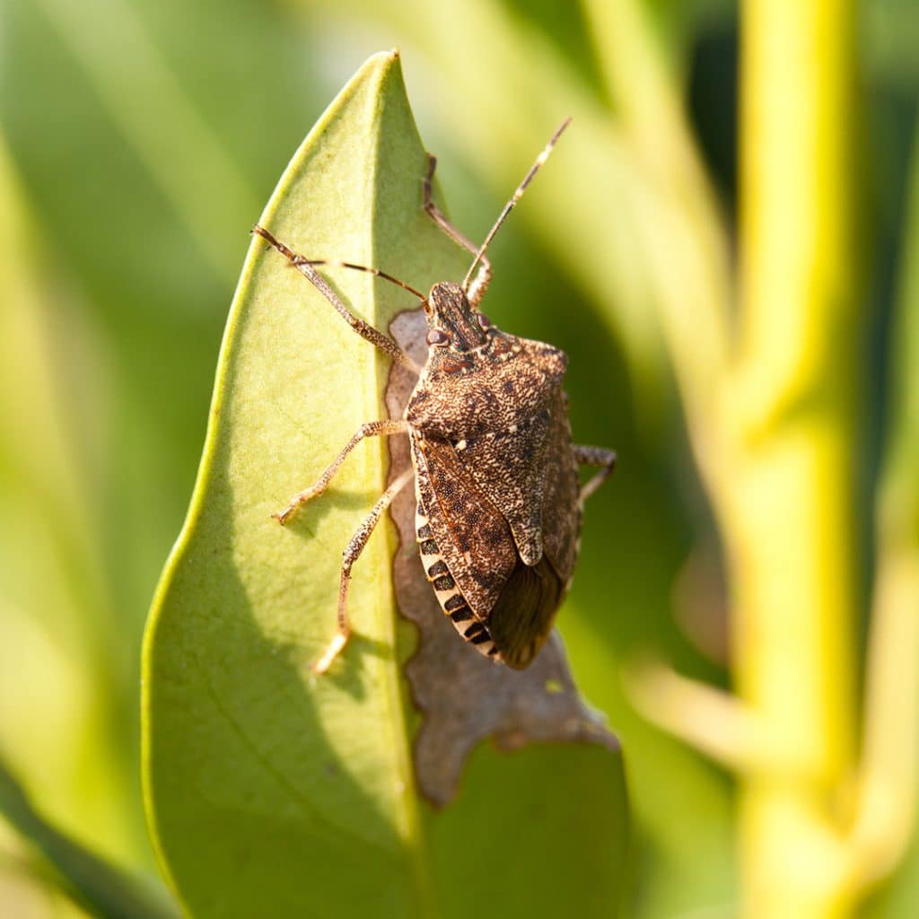 Preventing Stink Bugs this Winter · ExtermPRO