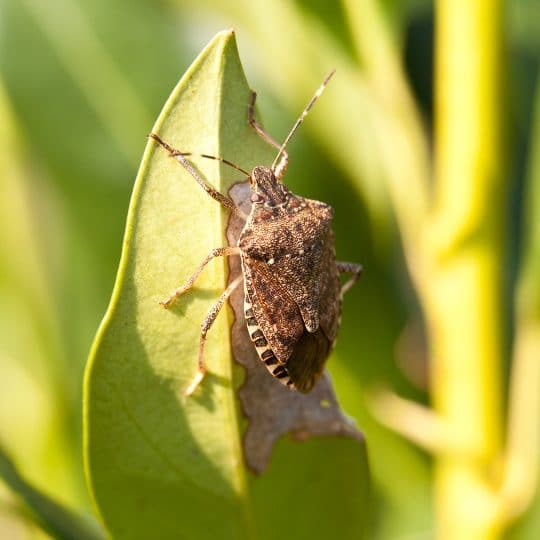 Preventing Stink Bugs this Winter