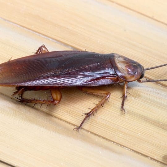 Identifying a Roach Infestation