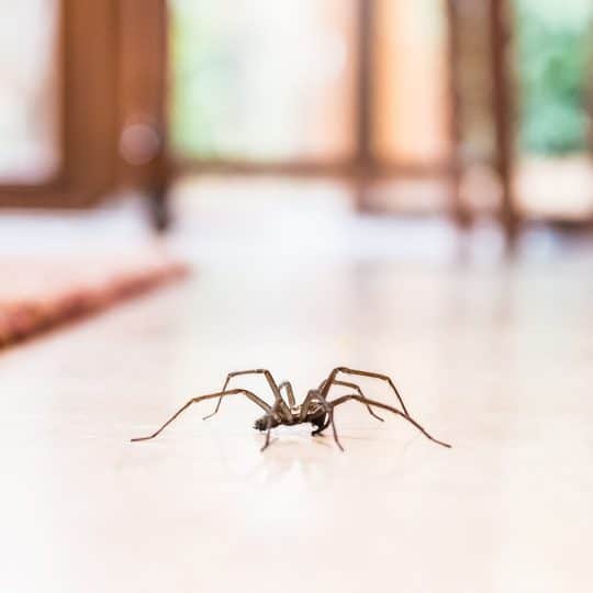 Spider in kitchen
