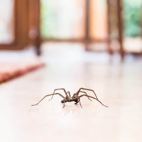 Do Spiders Eat Mosquitoes? · ExtermPRO