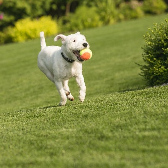 How to Keep Pests Out of Your Backyard