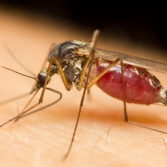 Why Do Mosquito Bites Itch?