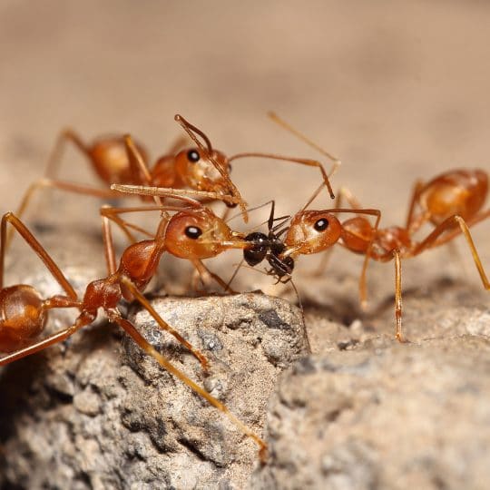 What are Ants’ Favorite Foods in Local Gainesville Homes?