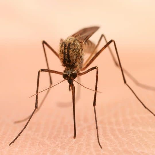 Mosquitoes to Watch Out for in Gainesville, Fairfax, and Northern Virginia