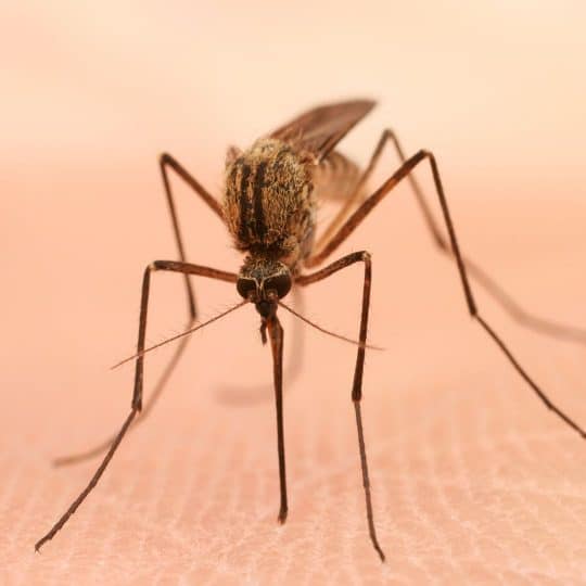 Why Do Mosquitoes Bite Some People More than Others?