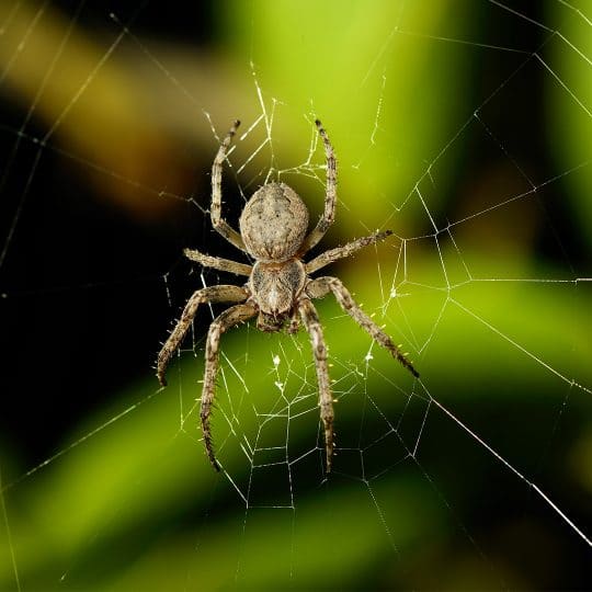 Treatment Methods for Web Building vs Crawling Spiders