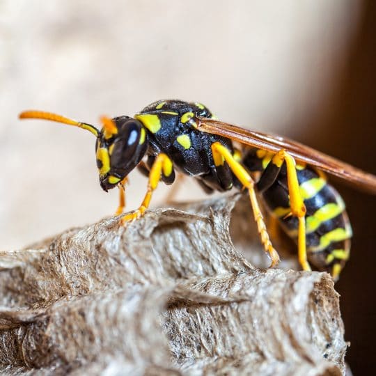 Safe Wasp Nest Removal