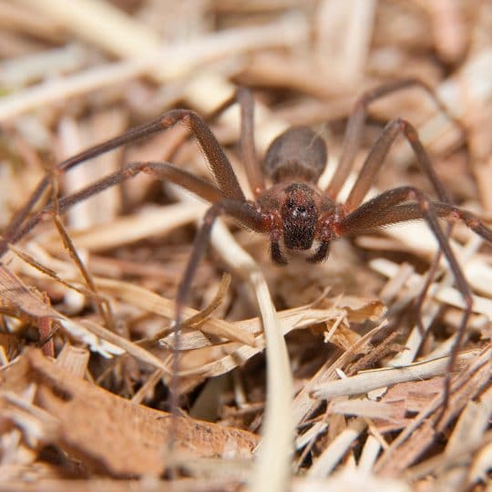 Five Things You Didn’t Know about the Brown Recluse Spider