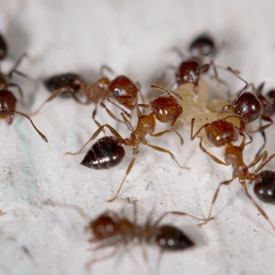 Types of Ants in Virginia