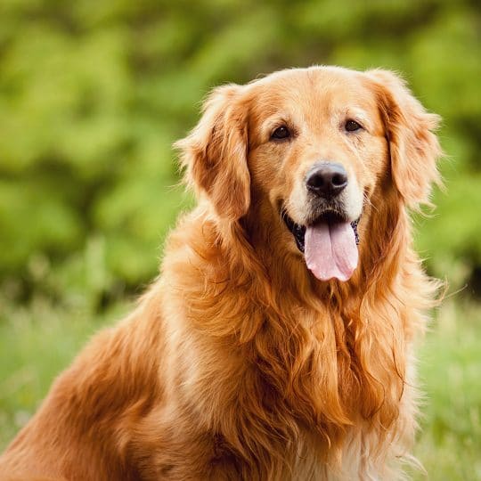 How to Keep Fleas off Dogs Naturally
