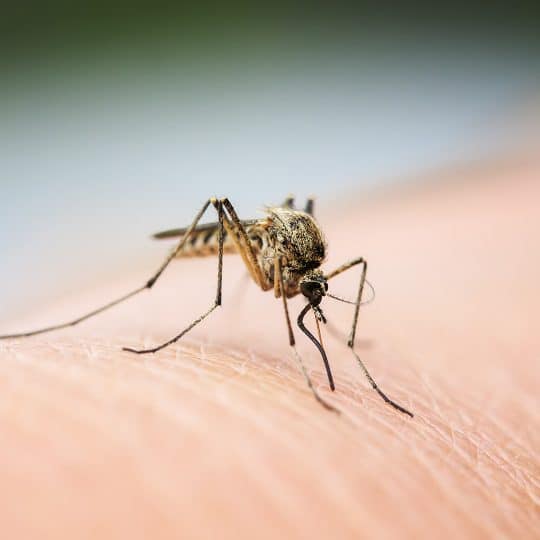 Do Mosquitoes Bite Some People More Than Others?
