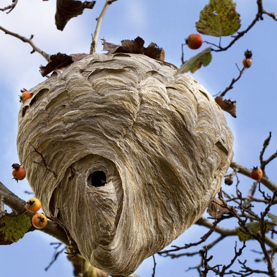 How to Remove a Wasp Nest by Yourself