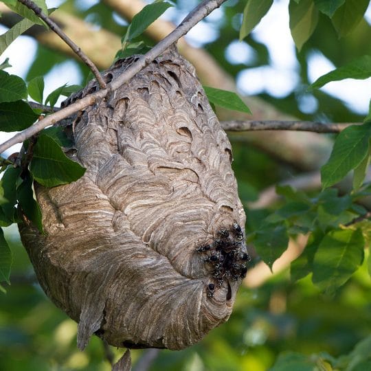 yellow-jack-nest