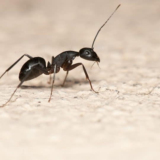 Do I Have Carpenter Ants or Termites?