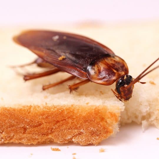 Are Cockroaches Dangerous?