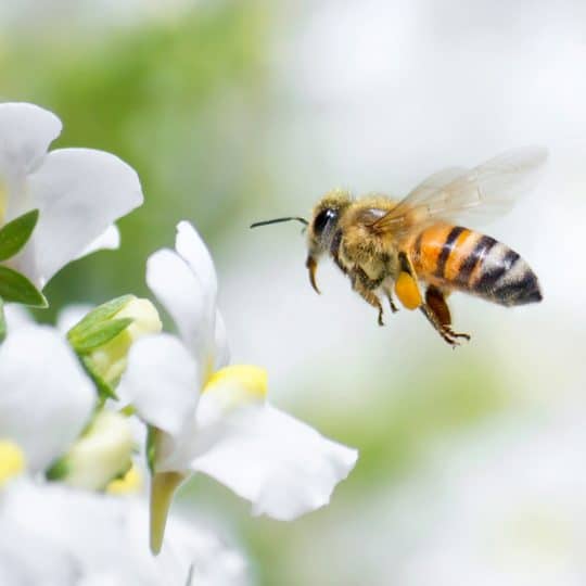 bees in Virginia that sting