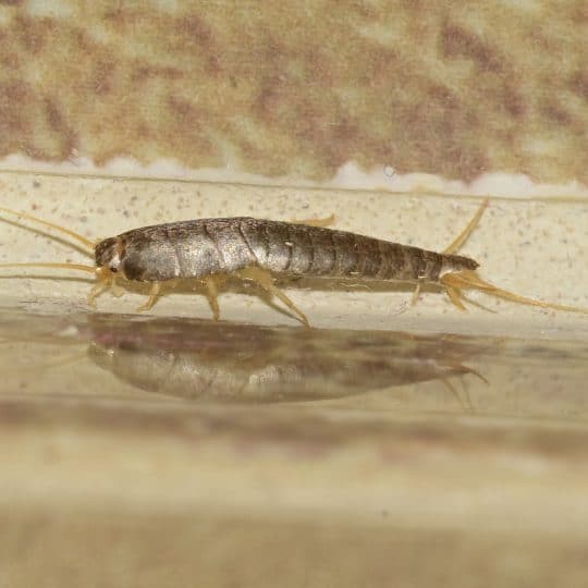 Common February Pests in Northern Virginia