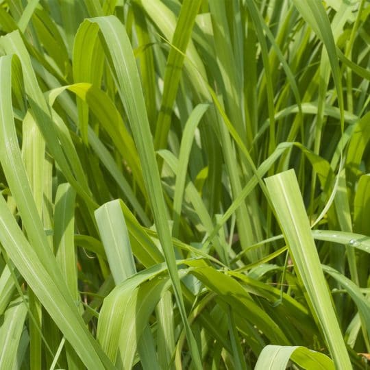 Five Plants that Keep Mosquitoes Away