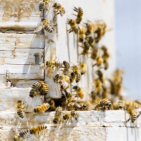 How to Remove a Beehive