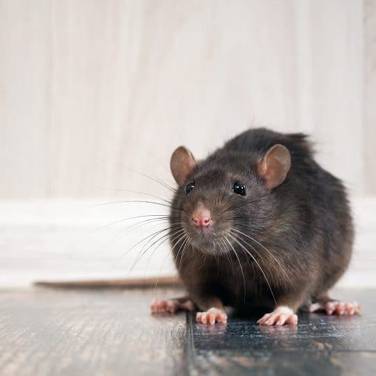 Early Warning Signs of Rat Invasions
