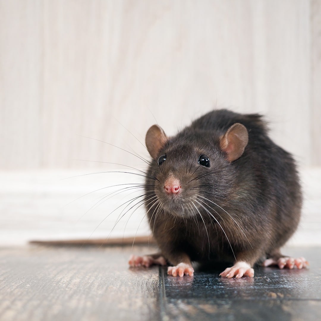 When to Use DIY Rodent Traps vs an Exterminator · ExtermPRO