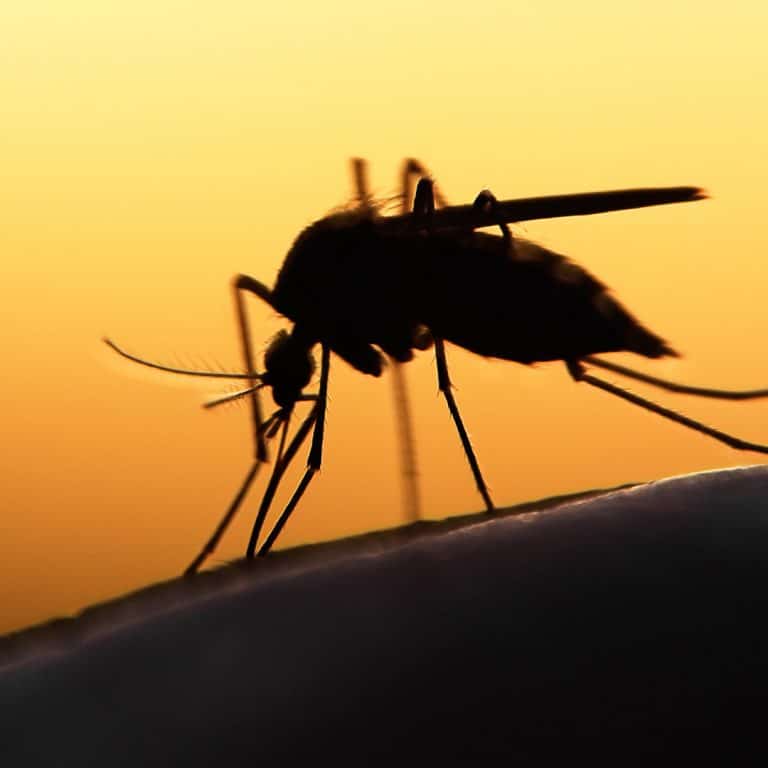 How Long Do Mosquitoes Live? · ExtermPRO