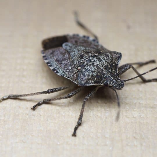 Why Do Stink Bugs Smell?