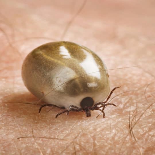 When and Where Are Ticks Worst?